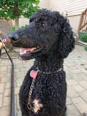 Poodle (Standard) Dogs for adoption in Sioux Falls, SD, USA
