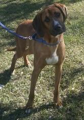 Small Redbone Coonhound