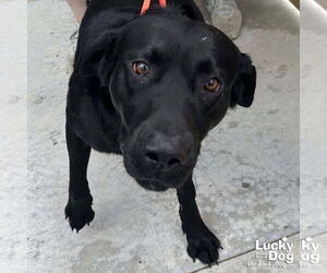 Labrador Retriever-Retriever Mix Dogs for adoption in Washington, DC, USA