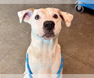 Labrador Retriever-Unknown Mix Dogs for adoption in Tavares, FL, USA