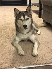 Medium Photo #1 Siberian Husky Puppy For Sale in Cumming, GA, USA