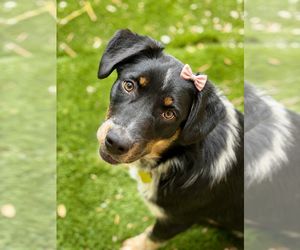 Australian Shepherd Dogs for adoption in Sandy, UT, USA