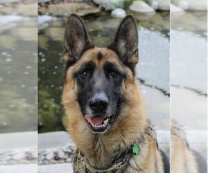German Shepherd Dog Dogs for adoption in Van Nuys, CA, USA