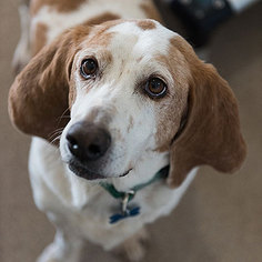 Basset Hound Dogs for adoption in Kanab, UT, USA