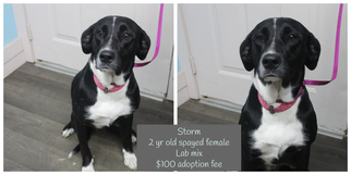 Lab-Pointer Dogs for adoption in Jefferson City, TN, USA