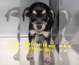 Chihuahua-Unknown Mix Dogs for adoption in pomfret, CT, USA