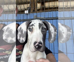 Great Dane Dogs for adoption in Palm Beach, FL, USA