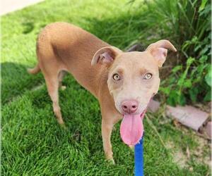 American Pit Bull Terrier-Unknown Mix Dogs for adoption in Minneapolis, MN, USA