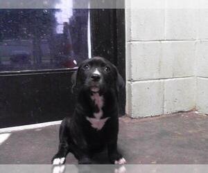 American Pit Bull Terrier-Unknown Mix Dogs for adoption in Tulsa, OK, USA