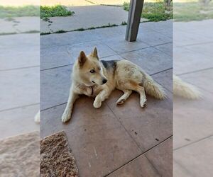 Siberian Husky Dogs for adoption in Los Banos, CA, USA