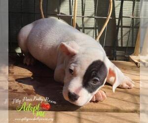 American Bulldog Dogs for adoption in Victoria, TX, USA