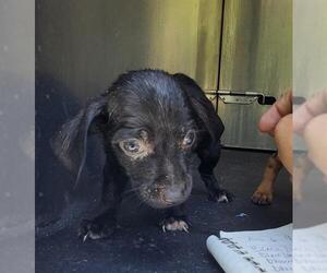 Mutt Dogs for adoption in San Antonio, TX, USA