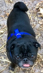 Pug Dogs for adoption in Tampa, FL, USA
