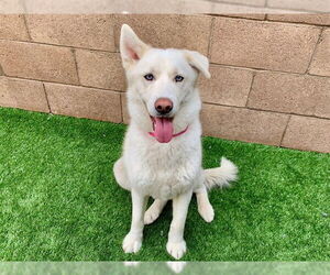Siberian Husky-Unknown Mix Dogs for adoption in Moreno Valley, CA, USA