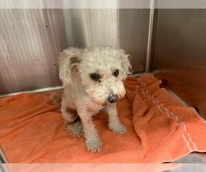 Maltese Dogs for adoption in Rosenberg, TX, USA