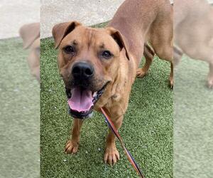 American Pit Bull Terrier Dogs for adoption in Fayetteville, NC, USA