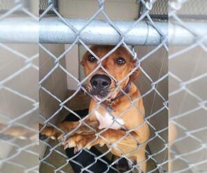 Bogle Dogs for adoption in Lacombe, LA, USA
