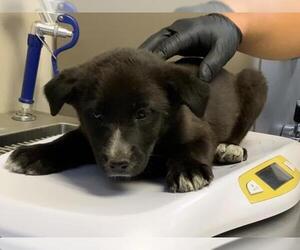 Border Collie-Unknown Mix Dogs for adoption in Visalia, CA, USA