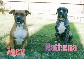 Mastiff Dogs for adoption in Great Bend, KS, USA