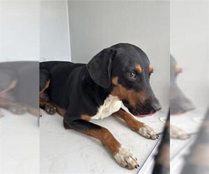 Labrador Retriever-Unknown Mix Dogs for adoption in Houston, TX, USA