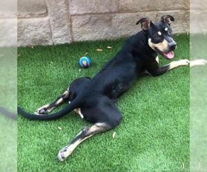 Doberman Pinscher Dogs for adoption in Dallas, TX, USA