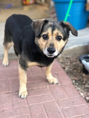 Beagi Dogs for adoption in Albuquerque, NM, USA
