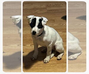 Jack Russell Terrier-Unknown Mix Dogs for adoption in Harrison, AR, USA