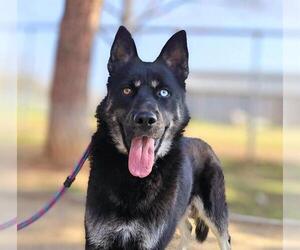 German Shepherd Dog-Siberian Husky Mix Dogs for adoption in Sacramento, CA, USA
