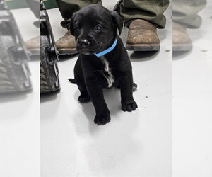 Labrador Retriever-Unknown Mix Dogs for adoption in Temple, TX, USA