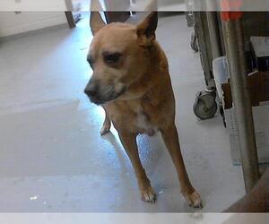 Boxador Dogs for adoption in Fayetteville, NC, USA