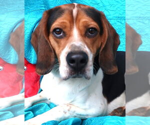 Medium Photo #2 Beagle-Unknown Mix Puppy For Sale in Cuba, NY, USA