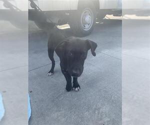 Labrador Retriever-Unknown Mix Dogs for adoption in Corpus Christi, TX, USA