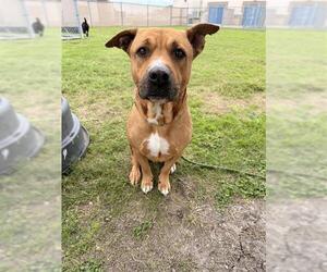 Black Mouth Cur-Unknown Mix Dogs for adoption in Corpus Christi, TX, USA