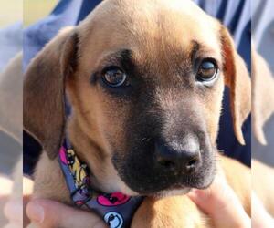 Doberman Pinscher Dogs for adoption in Von Ormy, TX, USA