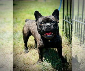 French Bulldog Dogs for adoption in Pacolet, SC, USA