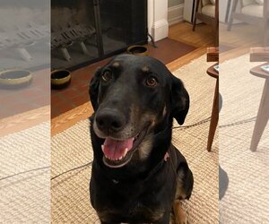 Shepradors Dogs for adoption in Stafford, VA, USA