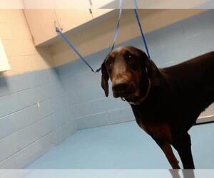 Doberman Pinscher Dogs for adoption in Moreno Valley, CA, USA