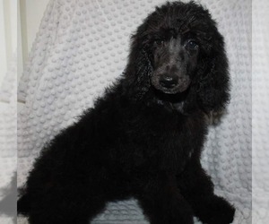 Poodle (Standard) Dogs for adoption in Cumming, GA, USA
