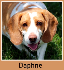 Medium Photo #1 Beagle-Unknown Mix Puppy For Sale in Sullivan, IN, USA