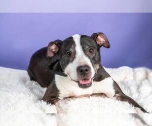 American Pit Bull Terrier-Unknown Mix Dogs for adoption in Armonk, NY, USA