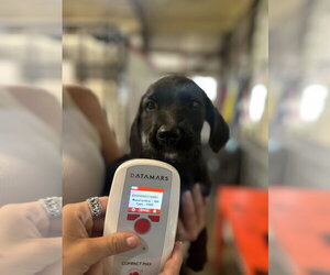 Labrador Retriever-Unknown Mix Dogs for adoption in Foristell, MO, USA