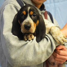 Medium Photo #1 Bluetick Coonhound Puppy For Sale in Huntley, IL, USA