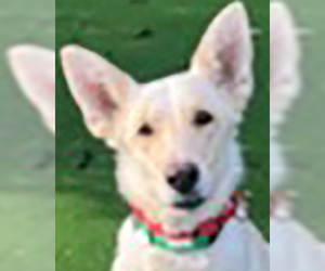German Shepherd Dog Dogs for adoption in Phoenix, AZ, USA