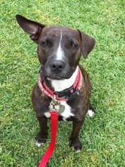 Boxer-Unknown Mix Dogs for adoption in Lake Jackson, TX, USA