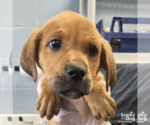 Labrador Retriever-Unknown Mix Dogs for adoption in Washington, DC, USA