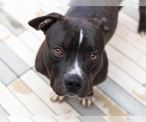 Staffordshire Bull Terrier Dogs for adoption in Brighton, CO, USA