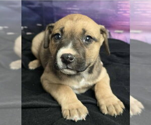 German Shepherd Dog-Unknown Mix Dogs for adoption in Lakewood, CO, USA