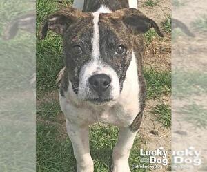 Boxer Dogs for adoption in Washington, DC, USA