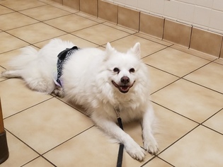 Small American Eskimo Dog