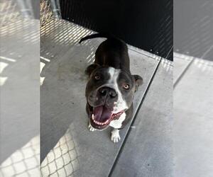 American Staffordshire Terrier-Unknown Mix Dogs for adoption in Fort Collins, CO, USA